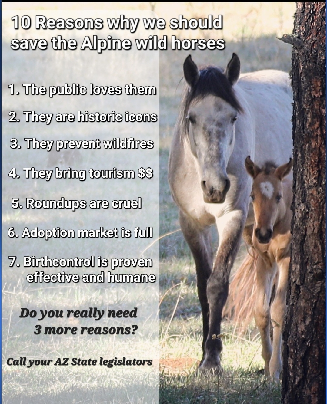 Save the Alpine Wild Horses